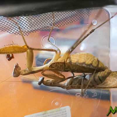 Sphodromantis lineola en accouplement
